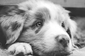 black and white photo of australian shepherd