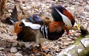 colorful duck stands on dry leaves