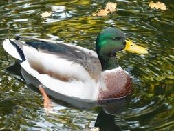 Duck with green head on Water