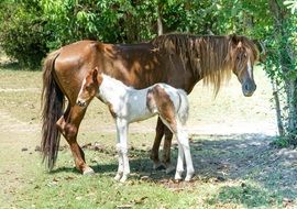 mare and nice foal, Horses outdoor