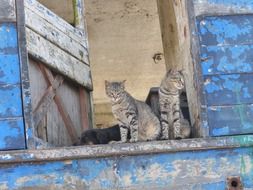 Pets in the window