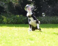 funny dog playing with soap bubbles