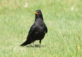 Blackbird stands on the grass