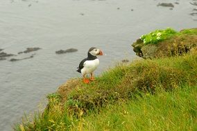 Iceland Puffin
