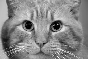 pretty Cute Pet