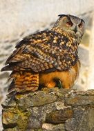 looking eagle owl