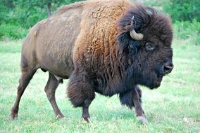 bison male on green grass