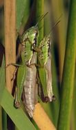 Grasshopper Pairing in the wild
