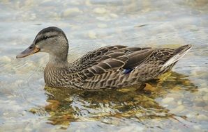 floating mallard