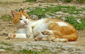 red white cat basking in the sun