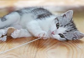 gray kitten plays with thread