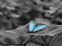 blue butterfly on the black and white background