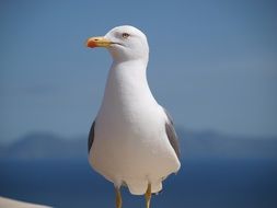 seagull on blue background