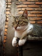 cat on brick wall background