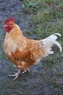cock with red feathers in the yard