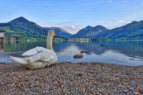 Swan Lakeside