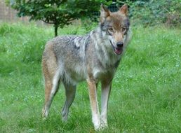 gray wolf in a wildlife park