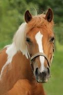 portrait of brown-white Horse