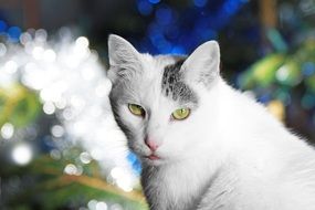 white cat with green eyes on the street