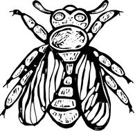 black and white drawing of a fly