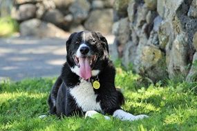 Australian Sheepdog resting