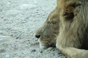 lion sleeping on the ground