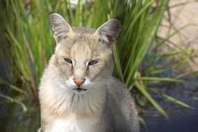 portrait of a jungle cat