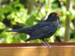 Bird Blackbird on wooden board