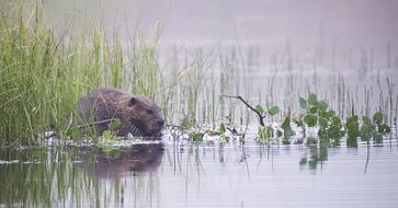 Beaver Rodent Animal
