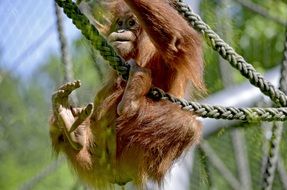 caged orang utan is hanging on a rope at the zoo