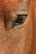 brown Horse Eye with eyelashes close-up