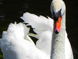 white swan on a black background