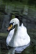 Swan on a water