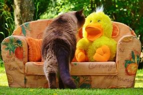 cat near the sofa with a soft toy