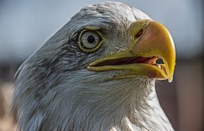 Eagle head close up