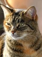 portrait of a cute tomcat