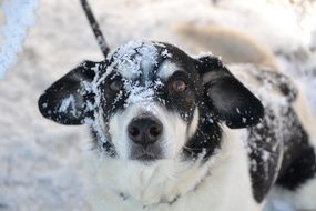 Dog in Snow cute portrait