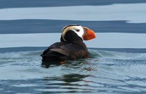 Tufted Puffin