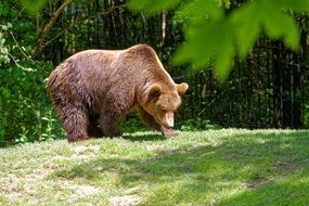 wet brown bear on a green meadow