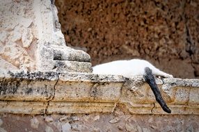 picture of the sleeping cat