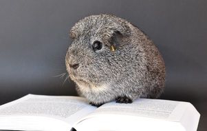 cute silver guinea pig