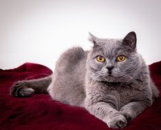 graceful gray fluffy cat