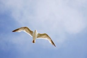 cute and beautiful Seagull Bird