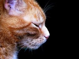 Face of the domestic cat