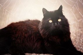 black cat on a background of cobweb