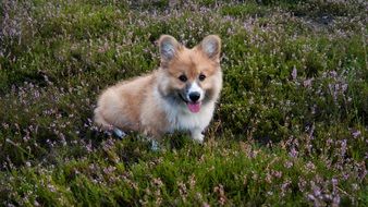 Welschcorgi, cute red Dog on meadow