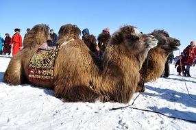 Camel Winter