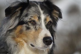 portrait of a cute australian shepherd