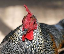 domestic cock on blurred background
