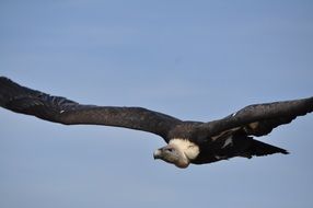 soaring majestic eagle